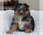 Small #1 Miniature Australian Shepherd