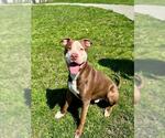 Small #1 American Bulldog Mix