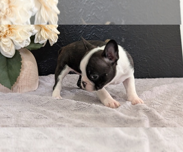 Medium Photo #60 Boston Terrier Puppy For Sale in GOSHEN, IN, USA