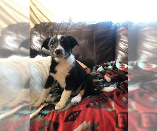 Medium Photo #2 Border Collie-Unknown Mix Puppy For Sale in Winter Park, CO, USA