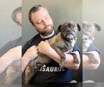 Small #2 Pug Mix