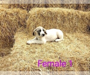 Anatolian Shepherd-Great Pyrenees Mix Puppy for sale in YACOLT, WA, USA