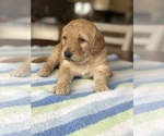 Small Photo #2 Goldendoodle Puppy For Sale in CUMMING, GA, USA