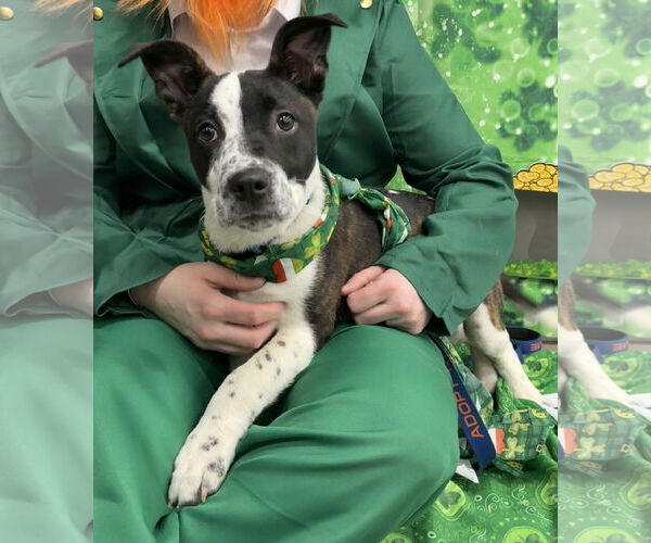 Medium Photo #3 Labrador Retriever-Unknown Mix Puppy For Sale in Clarkston, MI, USA