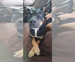 Mutt Dogs for adoption in Katy, TX, USA