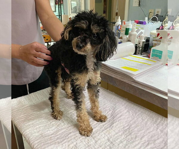 Medium Photo #1 Poodle (Miniature) Puppy For Sale in Benton, LA, USA