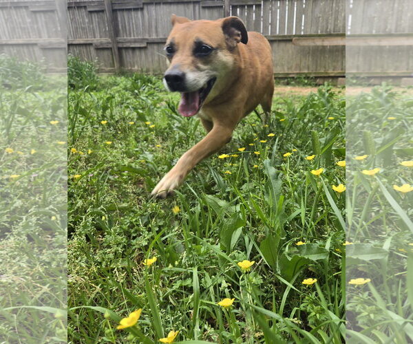 Medium Photo #1 Mutt Puppy For Sale in Jackson, MS, USA