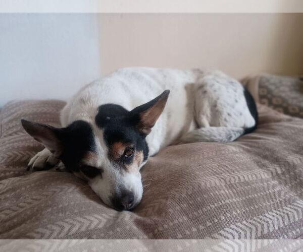 Medium Photo #1 Jack Russell Terrier-Unknown Mix Puppy For Sale in Fort Collins, CO, USA