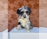 Small #3 Aussiedoodle