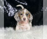 Small #2 Dachshund
