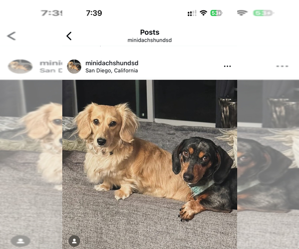 Medium Photo #1 Dachshund Puppy For Sale in SAN DIEGO, CA, USA