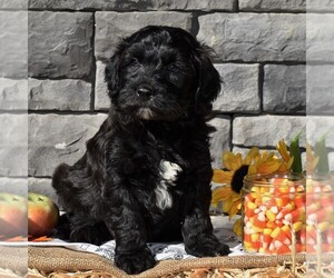 Poodle (Miniature)-Sheepadoodle Mix Puppy for sale in SUNBURY, PA, USA
