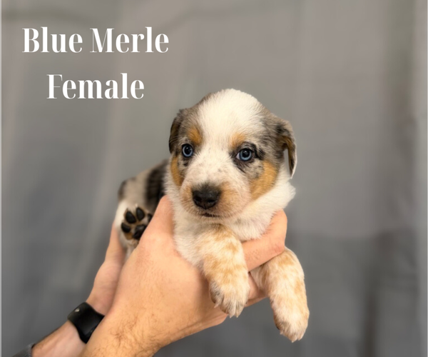Medium Photo #1 Texas Heeler Puppy For Sale in URBANA, IN, USA