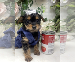 Puppy Teacup Chanel Shorkie Tzu