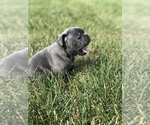 Small Photo #13 French Bulldog Puppy For Sale in CHARLESTON, IL, USA