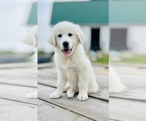 Maremma Sheepdog Puppy for sale in CONNEAUT, OH, USA