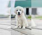 Small Maremma Sheepdog