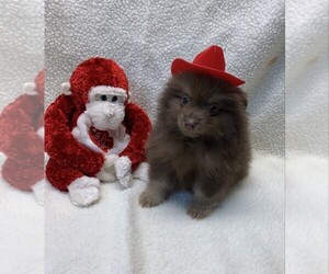Pomeranian Puppy for sale in TALALA, OK, USA