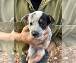 Small #3 Australian Cattle Dog