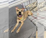 Small #7 American Pit Bull Terrier Mix