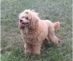 Small Poodle (Miniature)