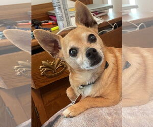 Chihuahua Dogs for adoption in Arlington, VA, USA