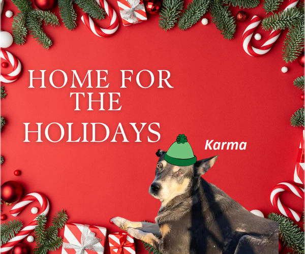 Medium Photo #1 German Shepherd Dog-Unknown Mix Puppy For Sale in Rootstown, OH, USA