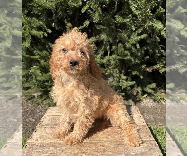 Medium Photo #5 Cavapoo mix (+ Poodle Miniature) Puppy For Sale in MIDDLEBURY, IN, USA