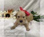 Puppy Ella Golden Retriever