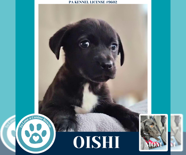 Medium Photo #8 Labrador Retriever Puppy For Sale in Kimberton, PA, USA