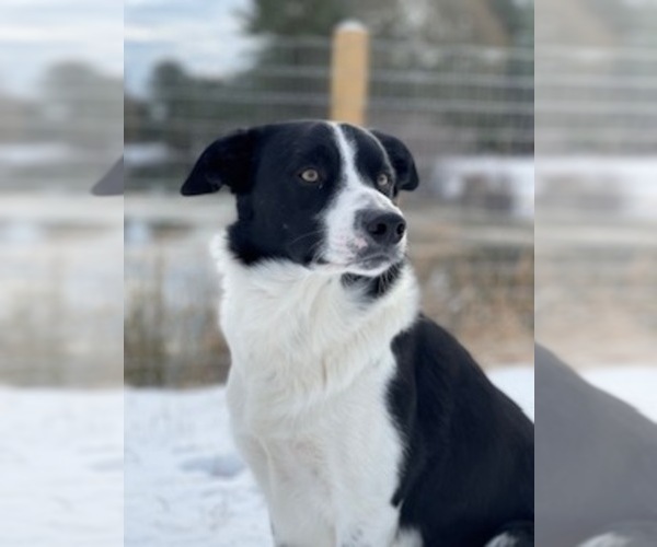 Medium Photo #1 Border Collie Puppy For Sale in FLORENCE, SC, USA