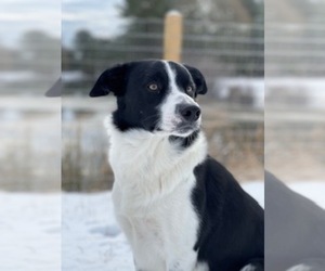 Father of the Border Collie puppies born on 05/22/2026