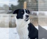 Small Photo #1 Border Collie Puppy For Sale in FLORENCE, SC, USA