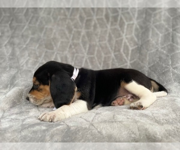 Medium Photo #11 Beagle Puppy For Sale in LAKELAND, FL, USA