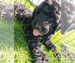 Small Photo #2 Poodle (Standard) Puppy For Sale in ODESSA, WA, USA