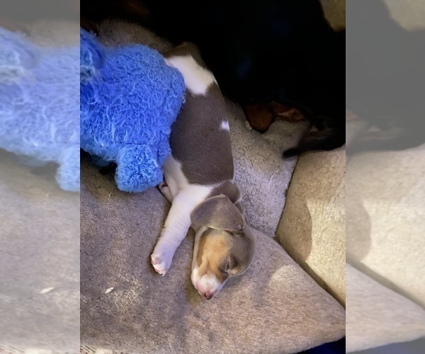 Medium Photo #55 Dachshund Puppy For Sale in LUBBOCK, TX, USA