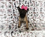 Small Photo #3 Belgian Malinois Puppy For Sale in LANCASTER, PA, USA