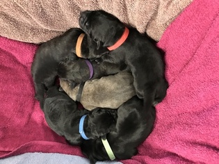 Cane Corso Puppy for sale in WHITEFORD, MD, USA