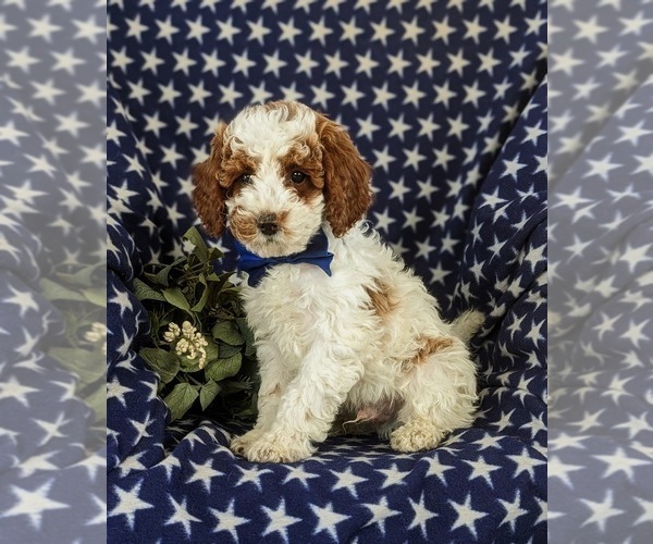 Medium Photo #7 Poodle (Miniature) Puppy For Sale in NEW HOLLAND, PA, USA