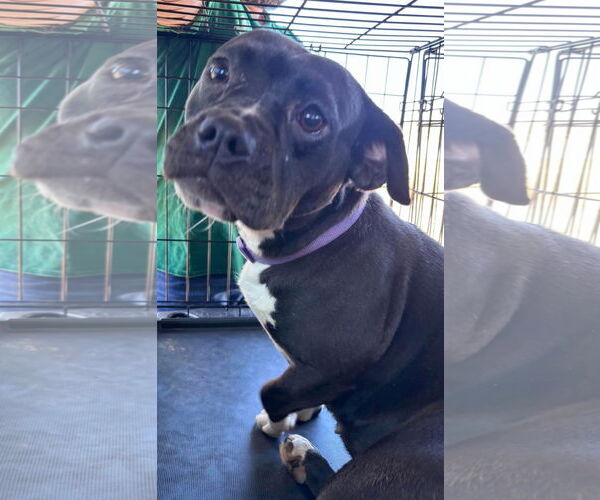 Medium Photo #11 Boston Terrier-Unknown Mix Puppy For Sale in Rustburg, VA, USA