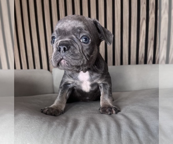 Medium Photo #6 French Bulldog Puppy For Sale in LAKEWOOD RANCH, FL, USA
