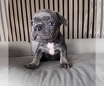 Small Photo #6 French Bulldog Puppy For Sale in LAKEWOOD RANCH, FL, USA