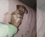 Small Photo #1 ShiChi Puppy For Sale in COEUR D ALENE, ID, USA