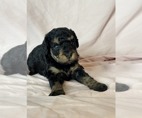 Medium Photo #2 Bernedoodle (Miniature) Puppy For Sale in LONGMONT, CO, USA