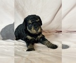 Belinda - Female Bernedoodle (Miniature) Puppy for Sale - Photo #2