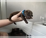 Small Photo #9 Labrador Retriever Puppy For Sale in CLEARWATER, FL, USA