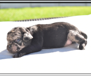 Pug Puppy for sale in PALM COAST, FL, USA
