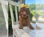 Small Photo #3 Goldendoodle-Poodle (Miniature) Mix Puppy For Sale in JEFFERSON CITY, MO, USA