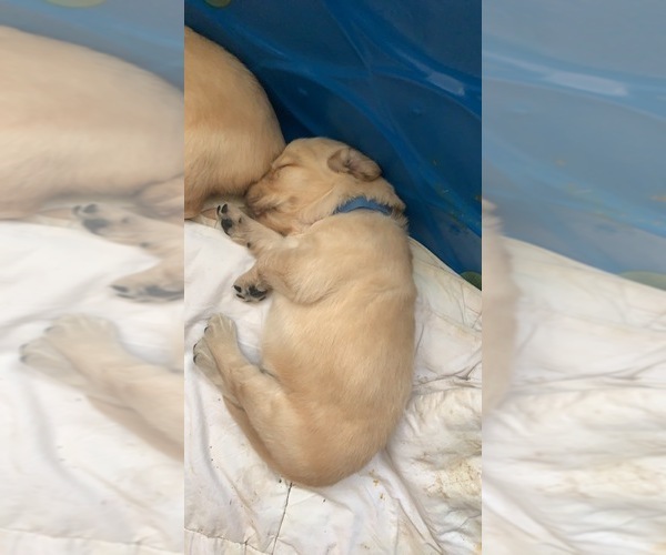 Medium Photo #3 Golden Retriever Puppy For Sale in WICHITA, KS, USA