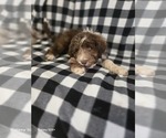 Small #2 Aussiedoodle